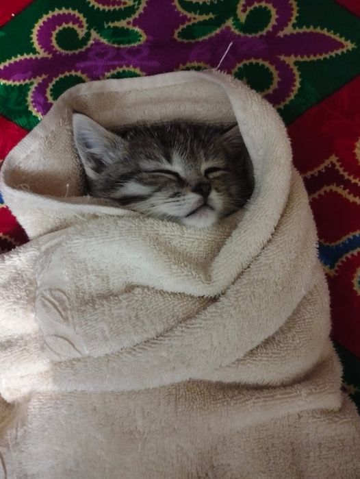 Котенок 4 месяц .