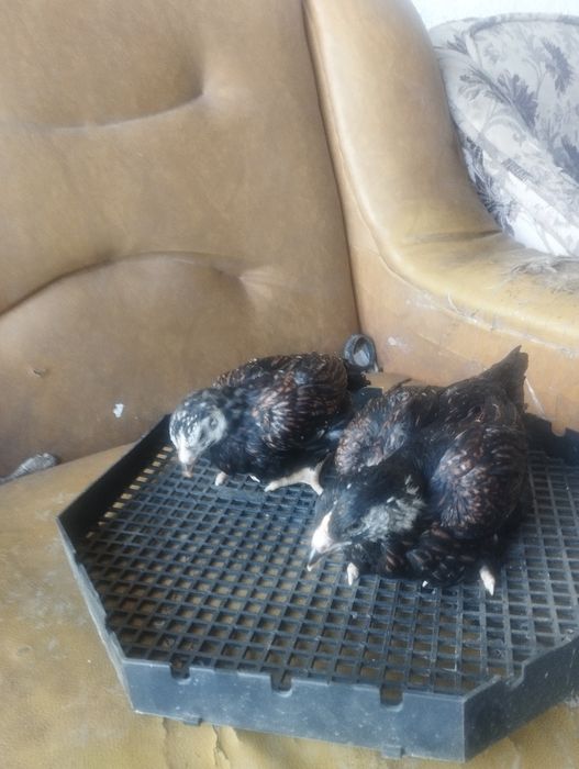 Pui combatant , wyandotte argintiu , australorp