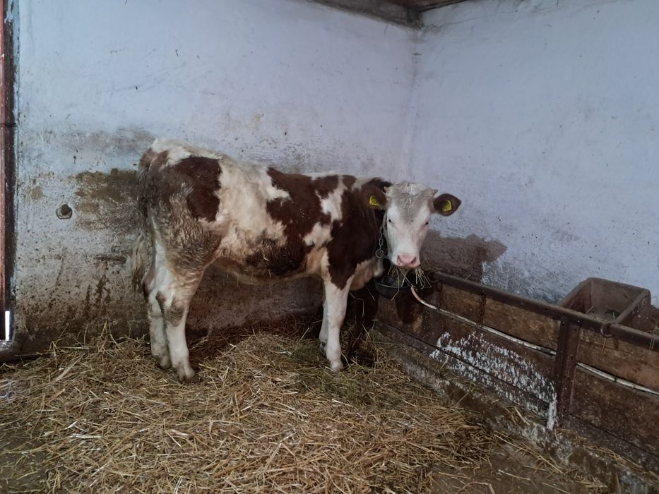Vițea si juninca de vanzare