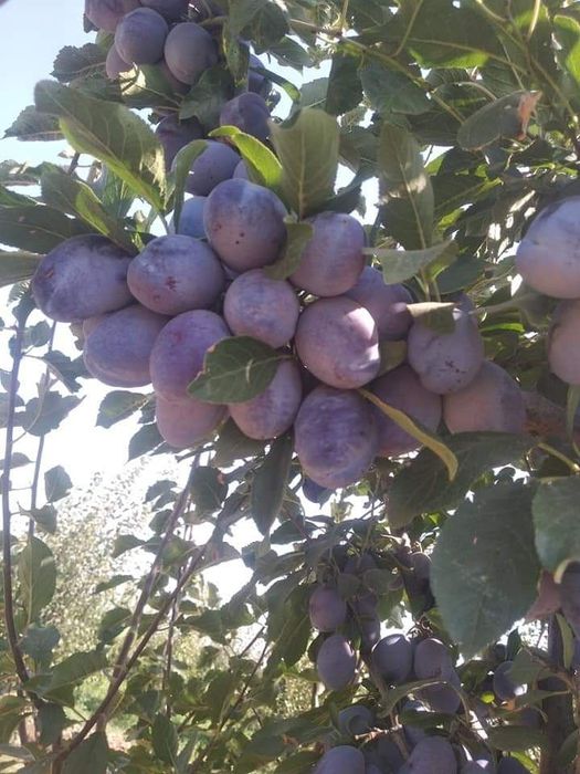 QOROLI kuchatlari eng yangi sortlar sortiga qonuniy kafolat beriladi