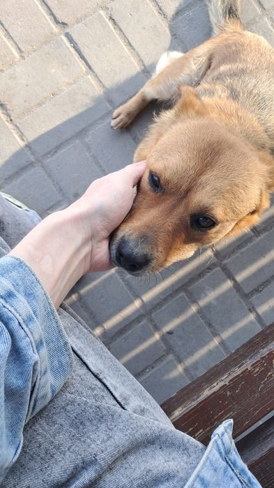 Собака девочка ищет дом