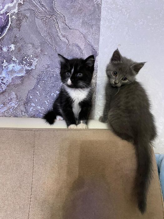 Кошечка бесплатно