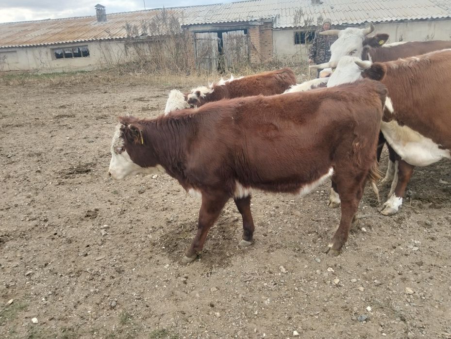 Соғымға подсос сатылады