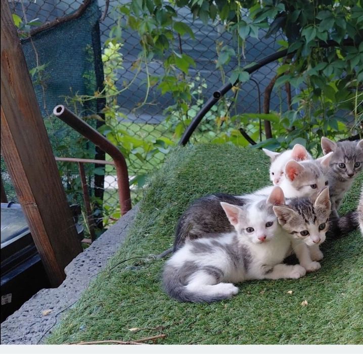 Adoptie pui de pisica Braila