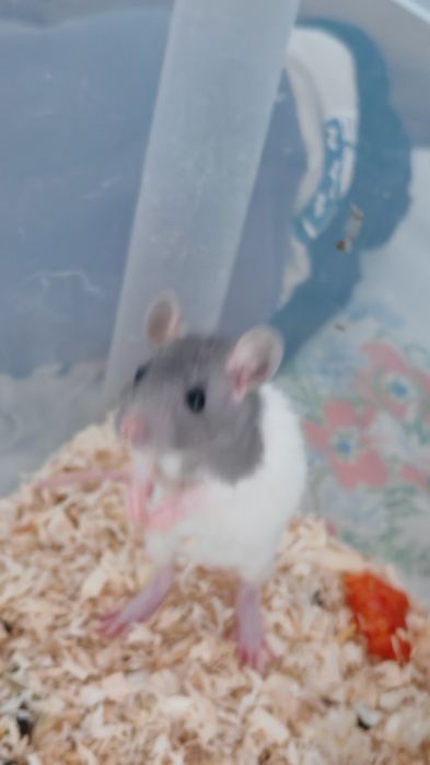 Șobolani Dumbo de companie