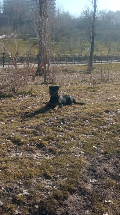 Ротвейлер девочка