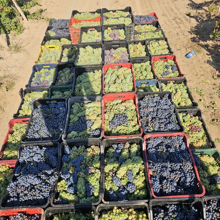 Vînd Struguri de vin cu transport gratuit 
Fetească Regală
Tămâioasă Românească
Grasă de Cotnari
Șarbă
Crâmpoșie
Zghihară de Huși
Galbenă de Odobești