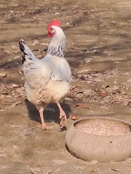 Адлер тауықтары сатылады