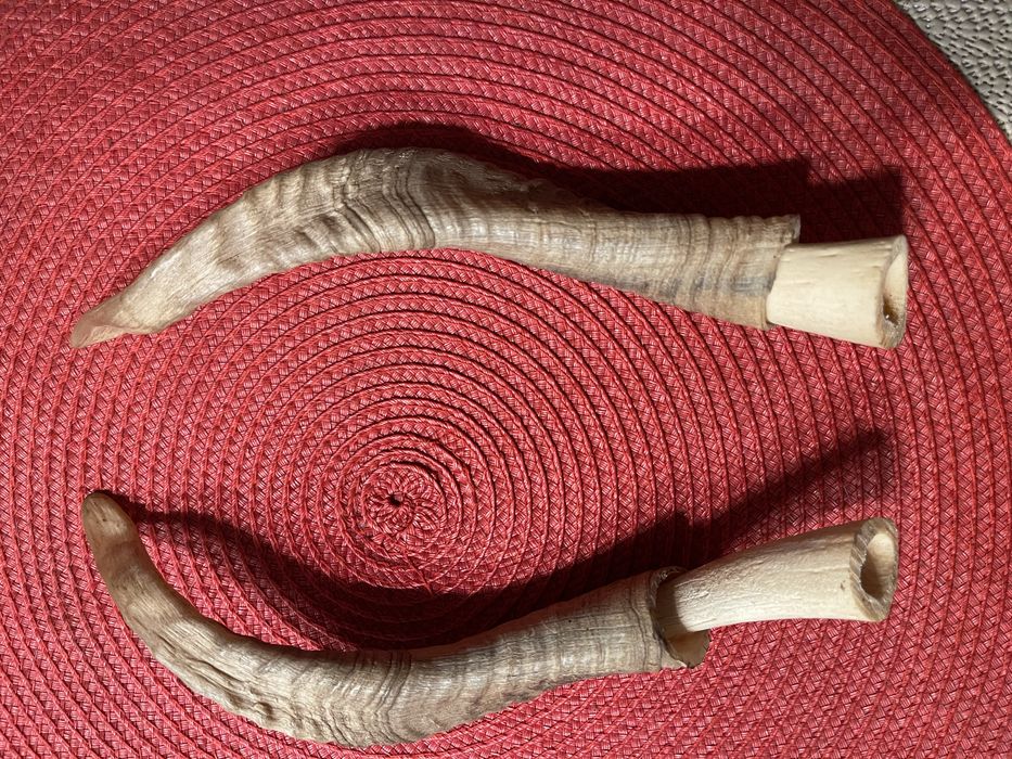 Coarne de berbec set