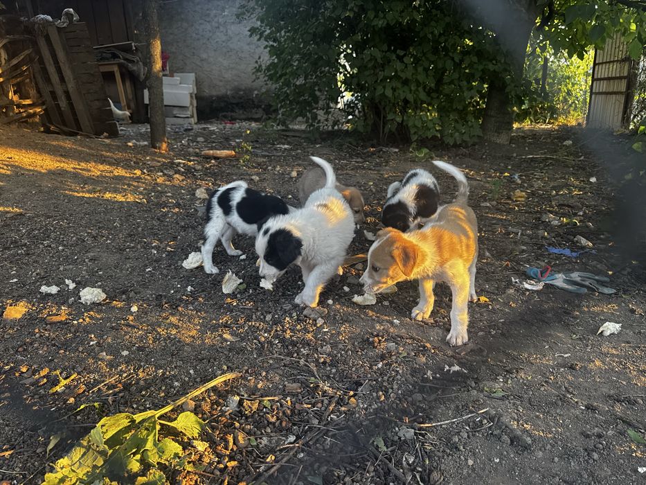 Catei catelusi , Pui de catel  pentru adoptie!
