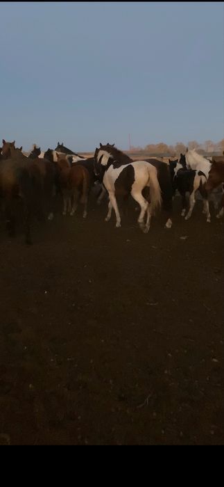 Полутяж тайлар сатамын