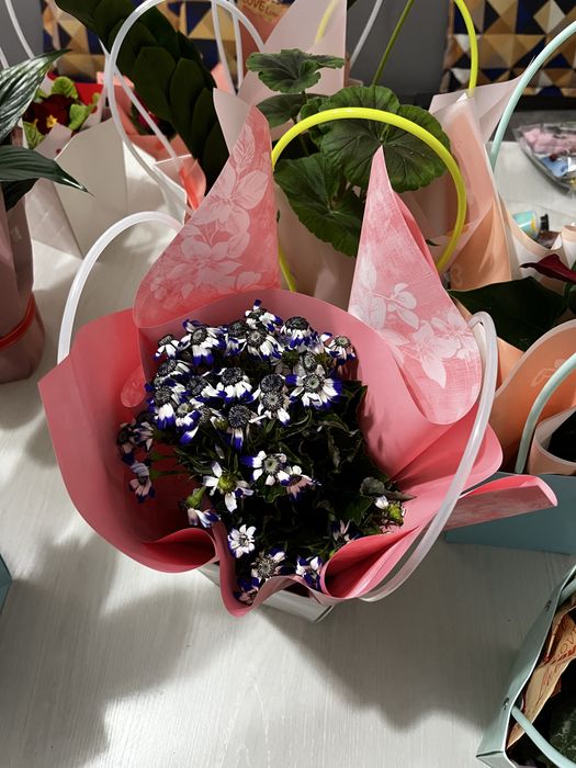 Гүлдер сатылады табиғи