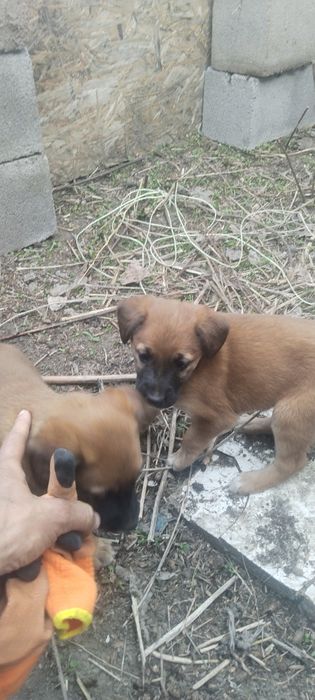 Щенки бельгийской овчарки