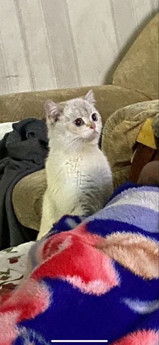 Отдам ласковую кошечку в самые добрые руки