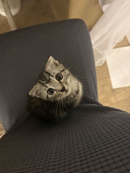 Котенок вислоухий
