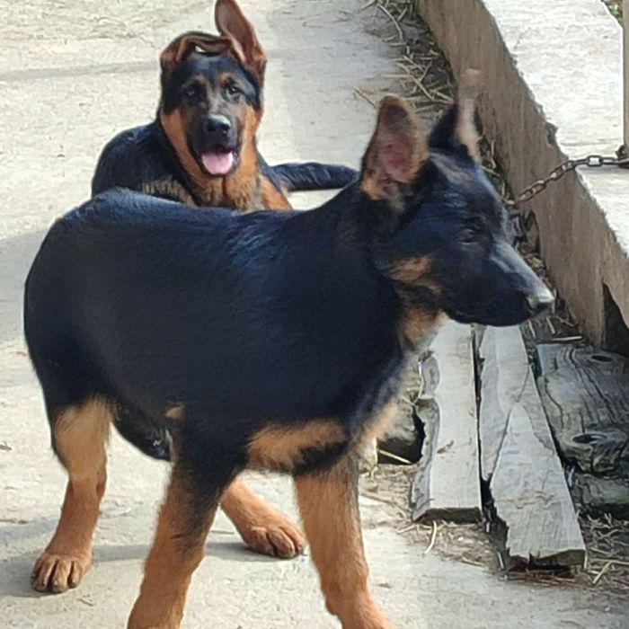 Щенки немецкой овчарки