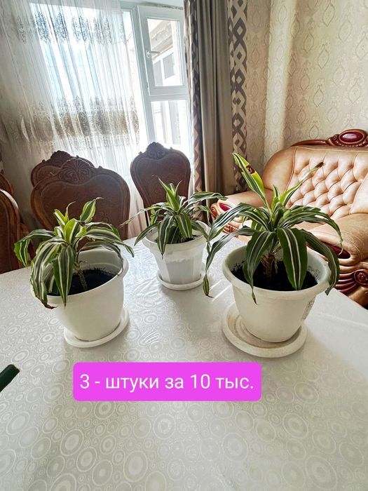 Замиокулькас Цветы