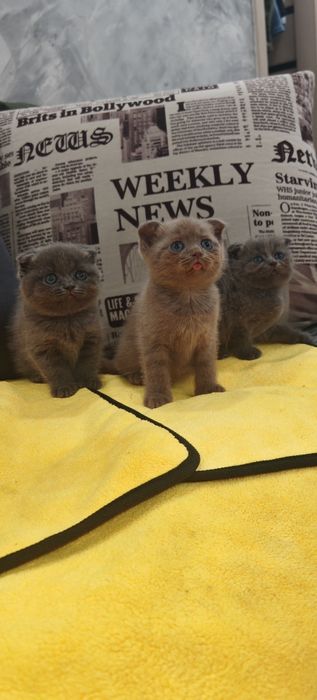 Котята шотландцы