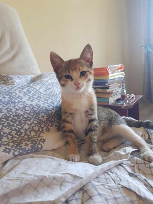отдам котят 2 девочки