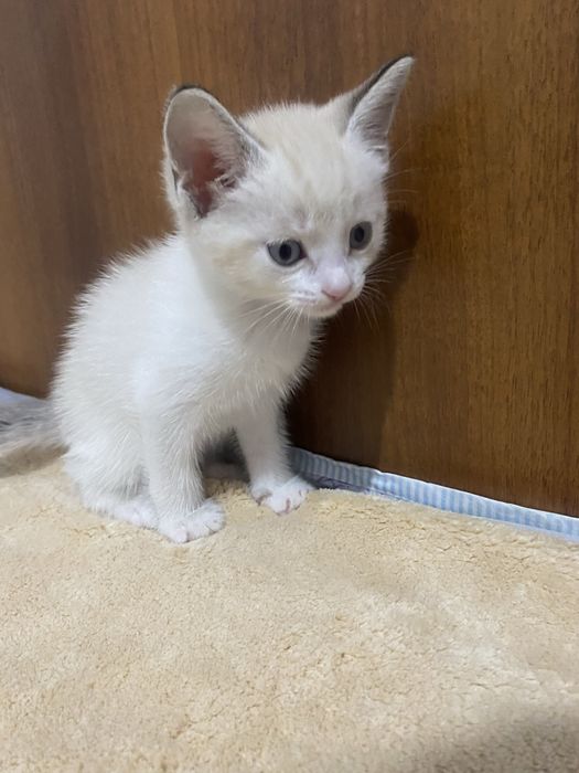 Красивые котята