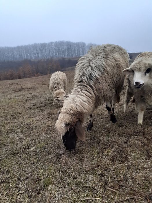 De vânzare 2 oi tinere și un berbec tânăr