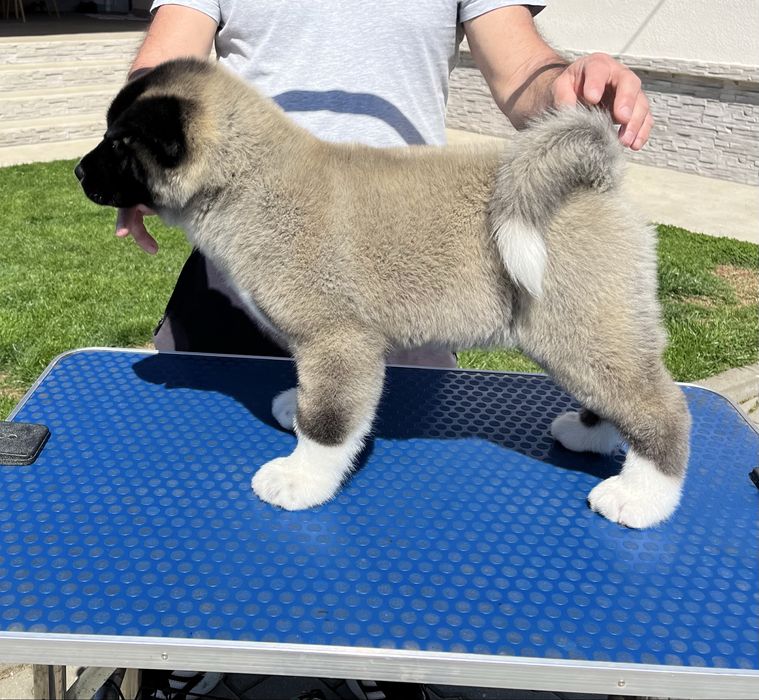 Catei Alita American