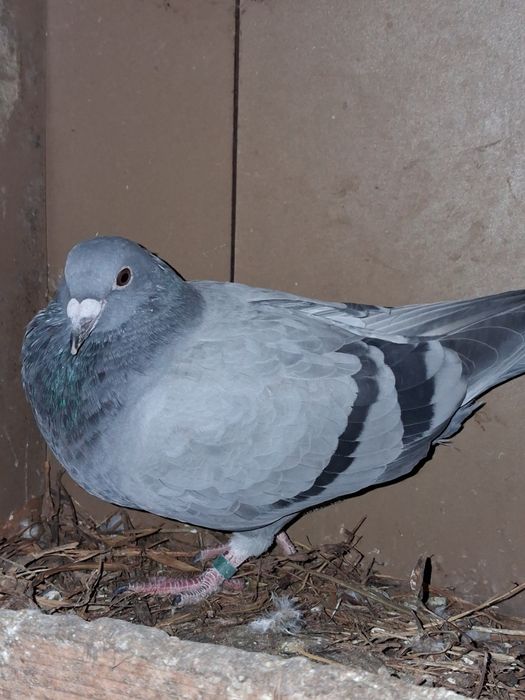 Porumbei de vanzare!