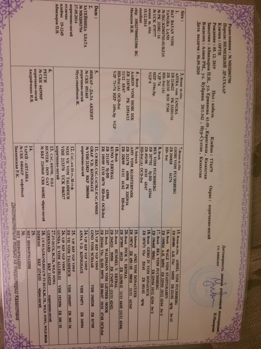 Дратхаар на вязку