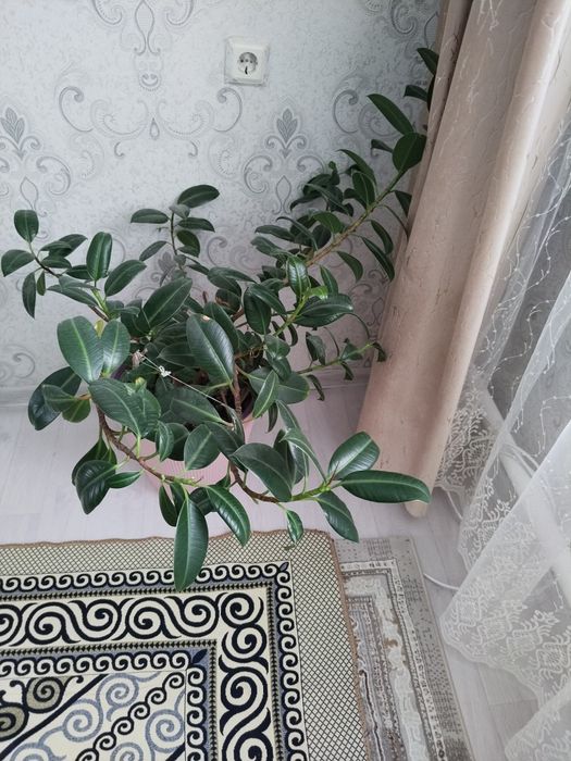 Продам срочно цветы комнатные