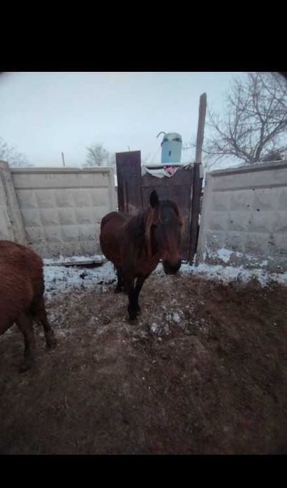 Продам лошадь с откорма