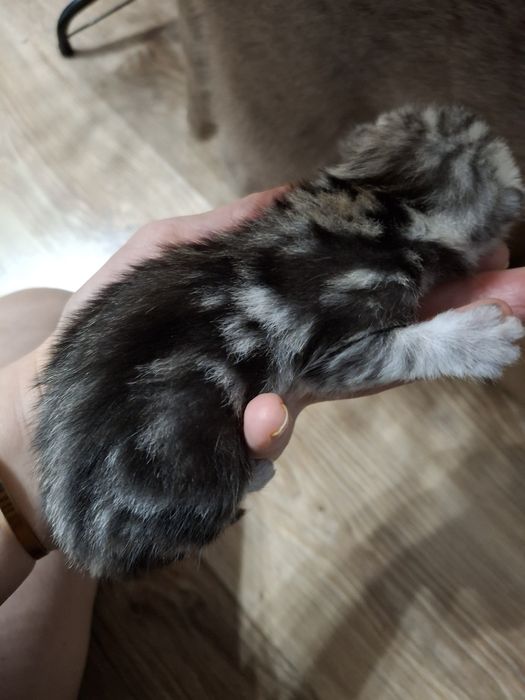 Продам шотландских котят