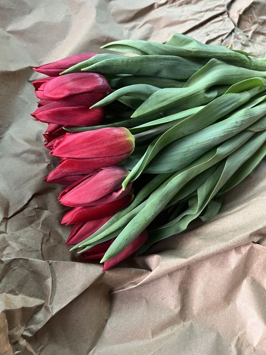 Тюльпаны оптом от 420 тенге