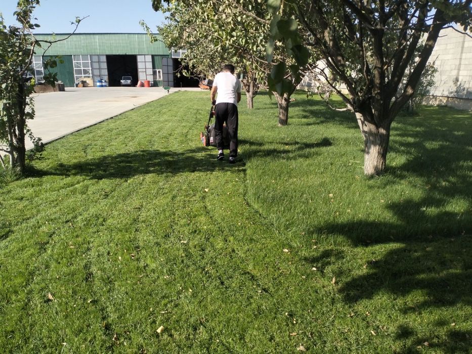 Рулонный газон автополив, газон орыу, егу