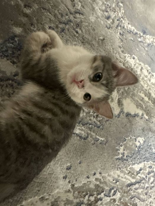 Skotiw fold ota onasi faqat yaxwi mehribon insonlaga beriladi 4 oylik