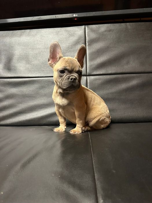 Bulldog francez blue fawn