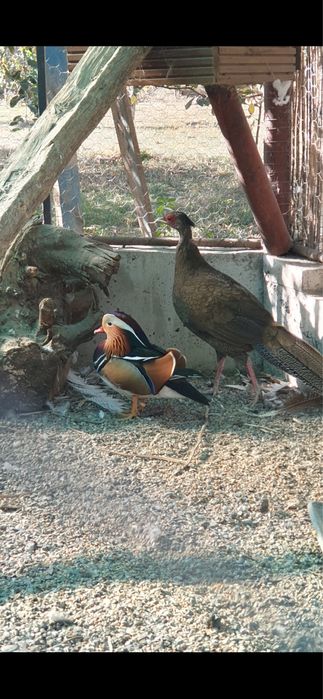 Vand rate mandarine si Caroline