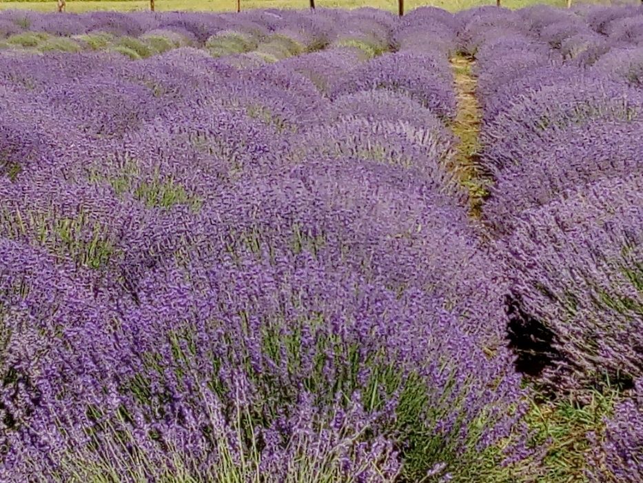 Butasi an 2-3 , ultimi !Lavanda Vera Provence BIO
