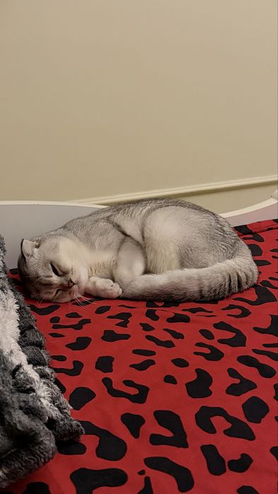 Красавец ищет невесту! Xotin qidirvomiza mujikchaga!