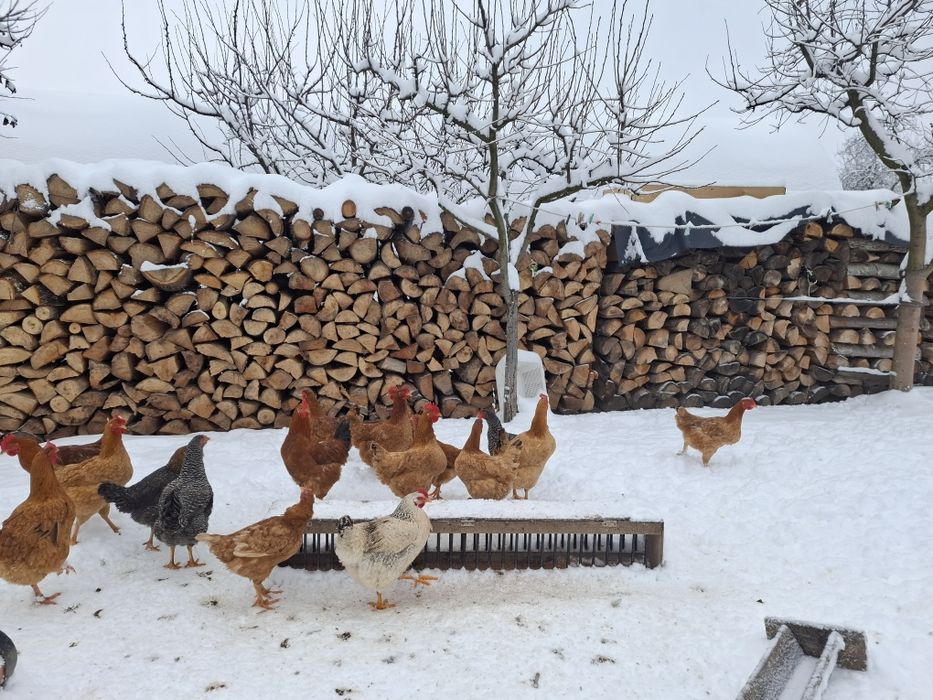 Vând gaini și puici