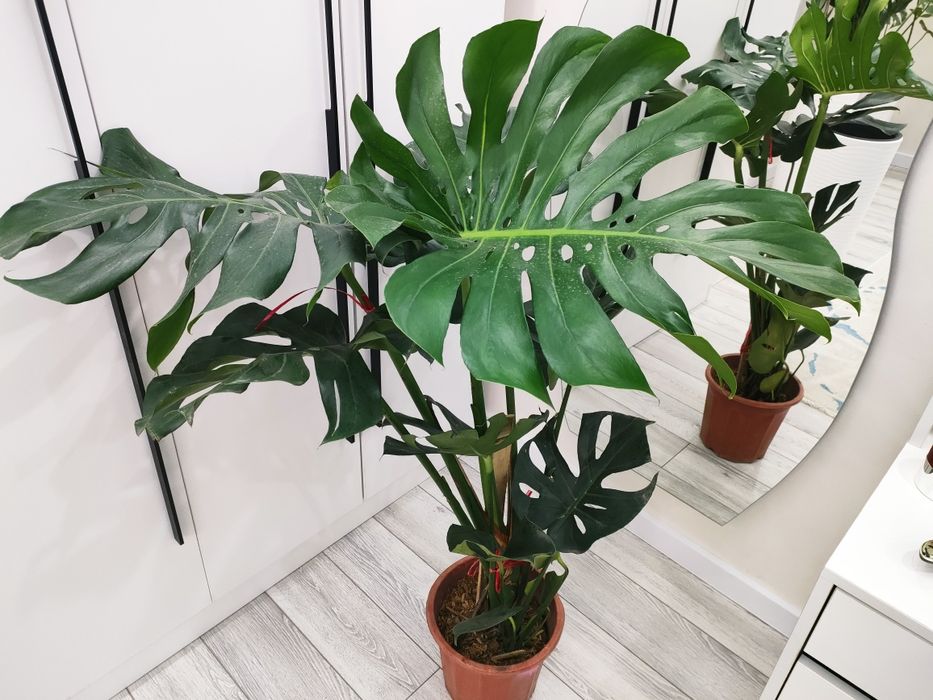 Комнатные цветы есть доставка..