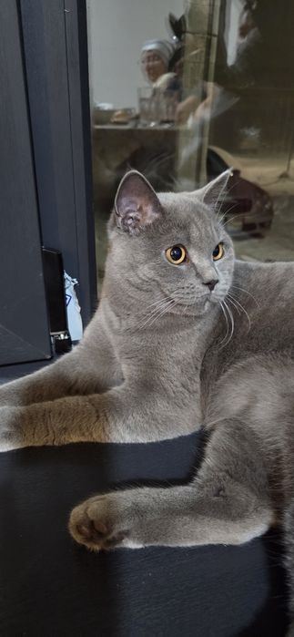 Продам кота.мальчик