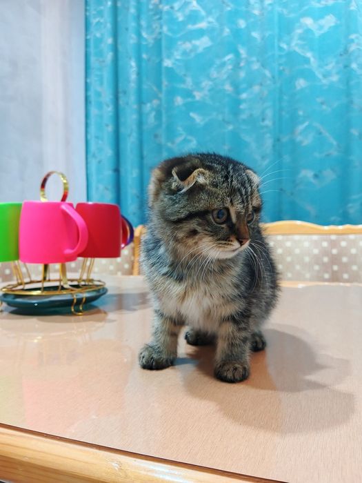 Skottish fold 3 oylik sogʻlom oʻgʻil bola 100$