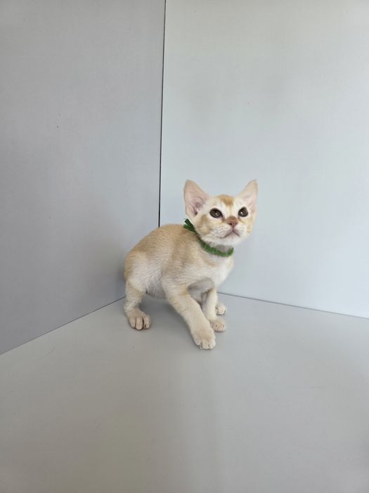 Котята Европейской бурмы