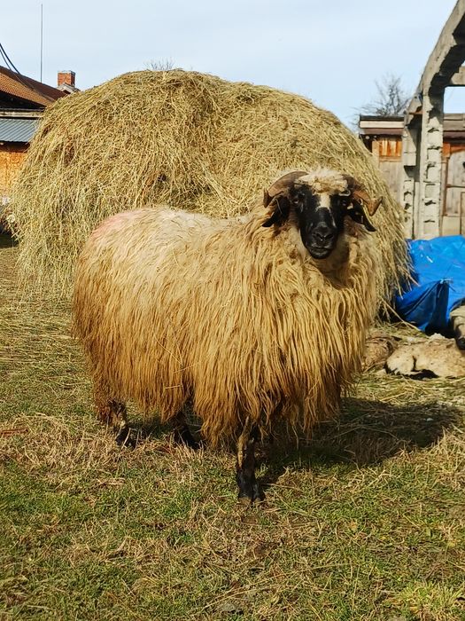 Vand oi cu miei si noatine