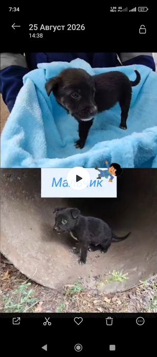 Добрые щенки в хорошие руки