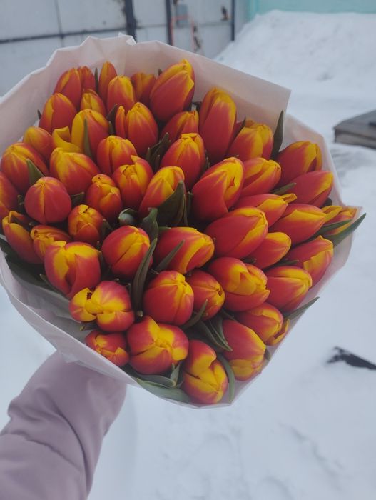 Тюльпаны в наличие