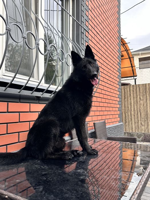 Вязка Случка