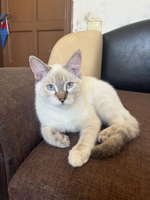 7 месячные котята ищут дом!!