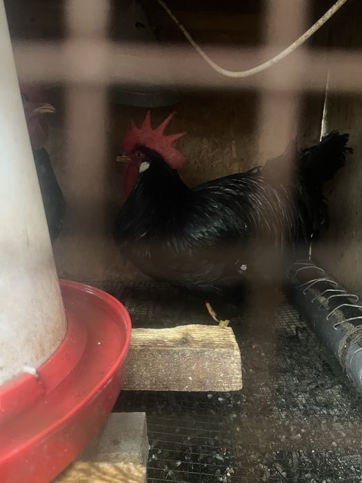 Cocosi rasa italiana