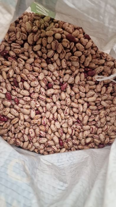 Fasole pestriță 2025